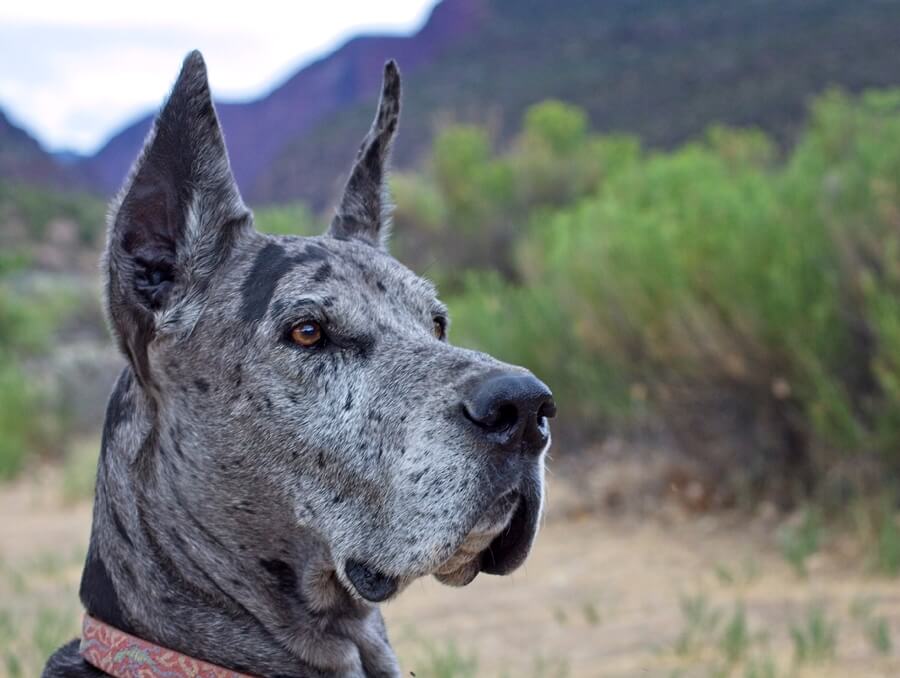 great dane cropped tail