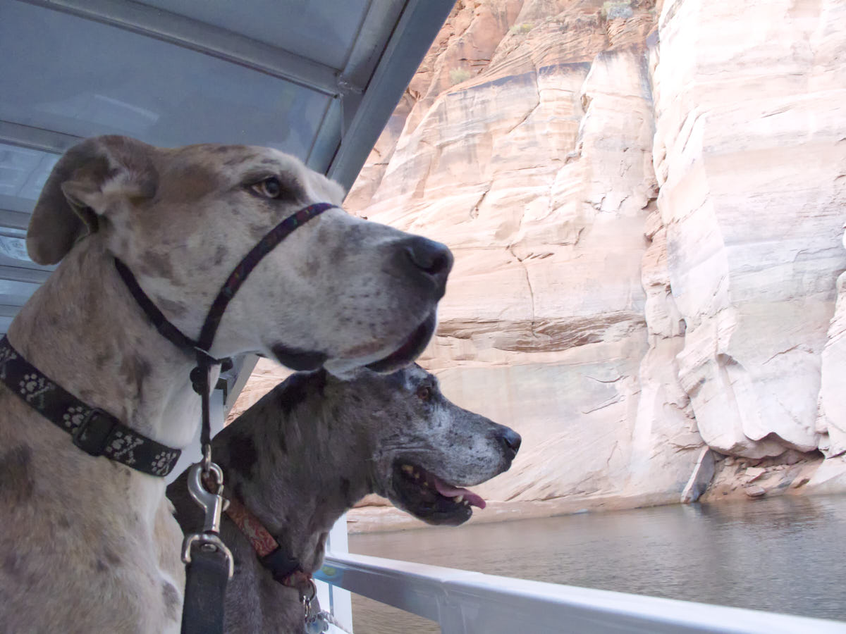 great dane training collar