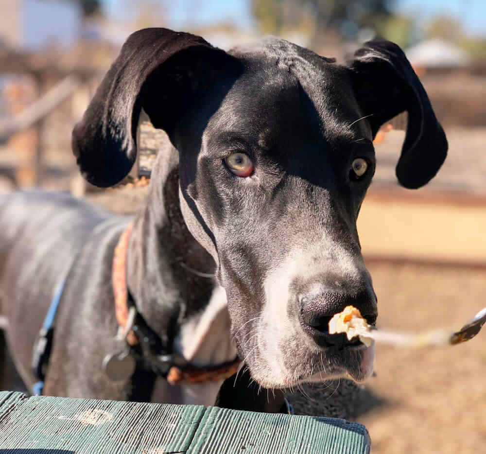 9 Tasty Types Of Treats Your Great Dane